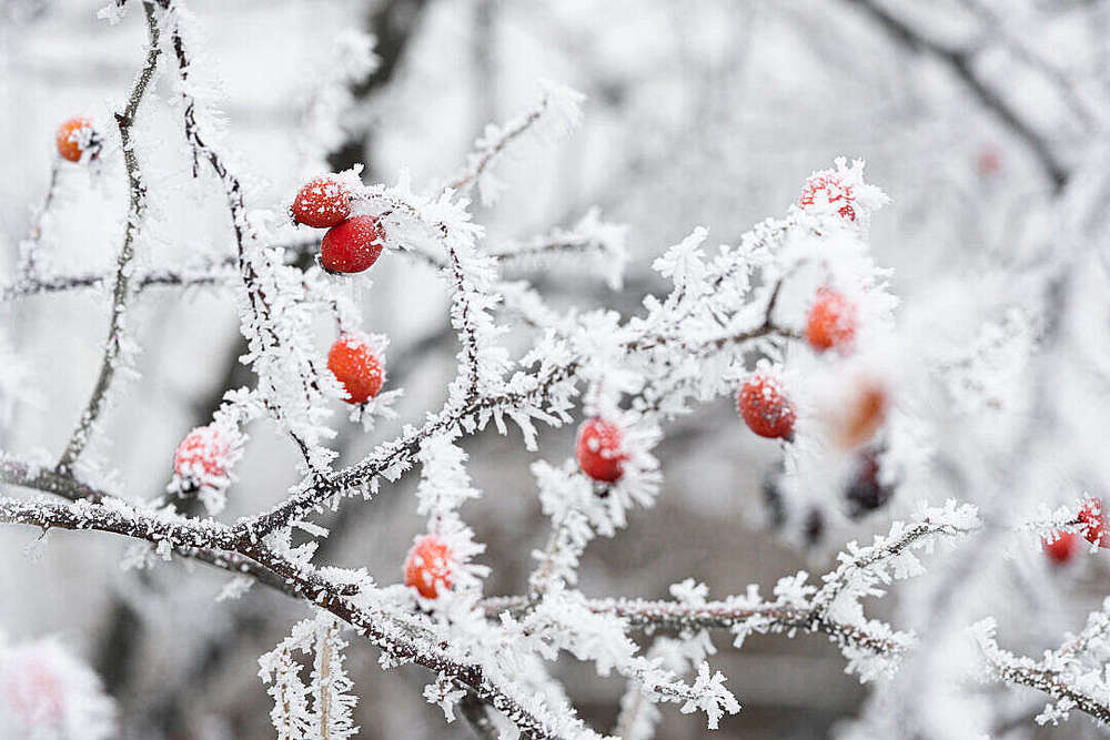 Frosted branch